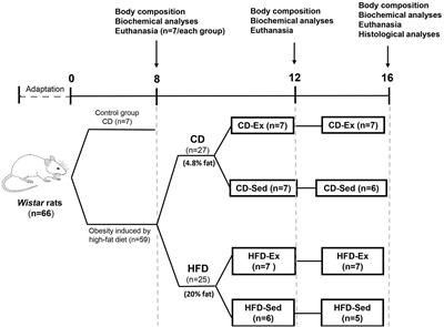 Dietary Intervention, When Not Associated With Exercise, Upregulates Irisin/FNDC5 While Reducing Visceral Adiposity Markers in Obese Rats